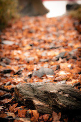 Herbst