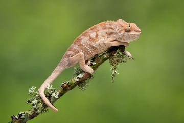 A full length portrait of a chameleon climbing up a branch with a plain green background. Its tail ...