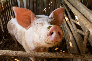 Three pigs in a dirty stall