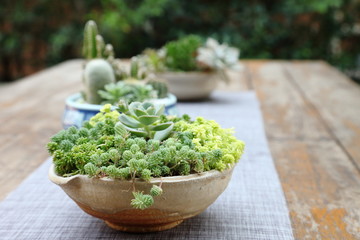Mix variety of succulent and sedum decorating as a house plant for limited space gardening - obrazy, fototapety, plakaty