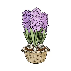 Muurstickers Hyacint Hyacinten kleurrijke doodle. Lentebloemen in een mand