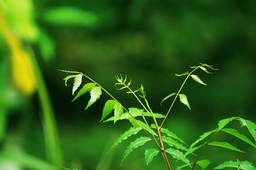 KERALA BEAUTY OF NEEM  
