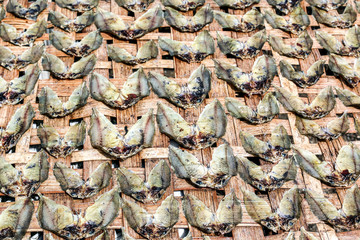 Trockenfisch an der Sonner zum Trocknen aufgelegt