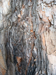 Surface of pine - texture of bark