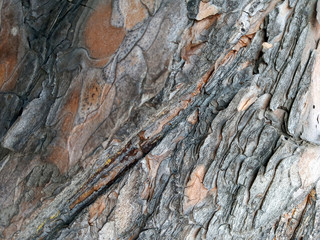 Texture of tree bark.