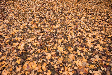 Children on the street play