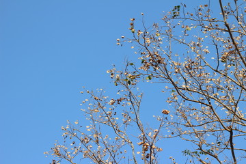 summer tree with sky background