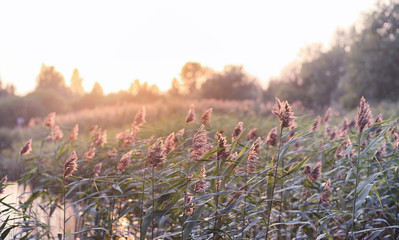 Landscape is summer. Green trees and grass in a countryside landscape. Nature summer day. Leaves on the bushes.
