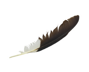 Beautiful feather isolated on white background