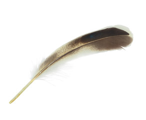 Beautiful feather isolated on white background
