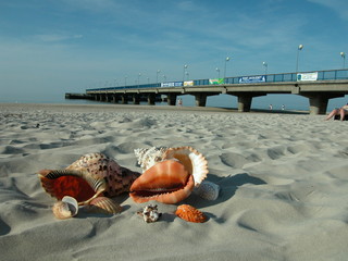 Muszle © M. G. Koperkiewicz