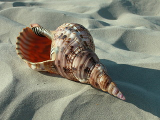 Muszle