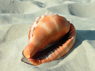 Muszle © M. G. Koperkiewicz