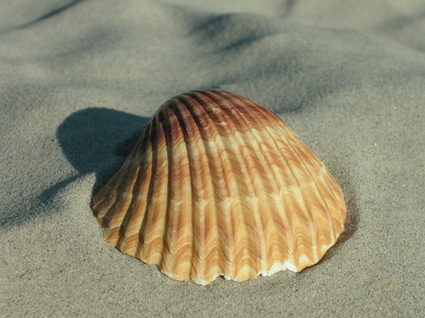 Muszle