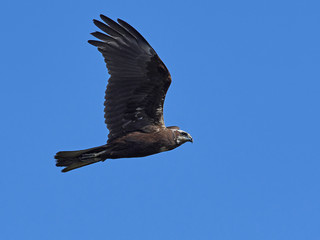 Western marsh harrier (Circus aeruginosus)