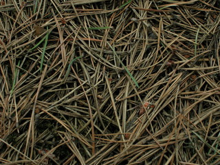 Igly sosnowe © M. G. Koperkiewicz