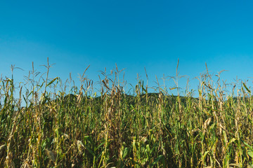 View of a corn field on a summer day with clear blue sky and green hills in the background