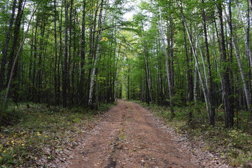 Fototapeta premium path in forest