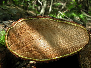 Drewno © M. G. Koperkiewicz