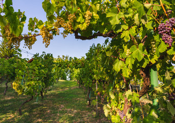 View of a shady pathway through a vineyard on a hill with ripening grapes hanging from vine branches. 