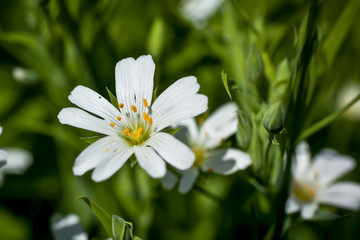 Beautiful small white spring flowers on a green background	