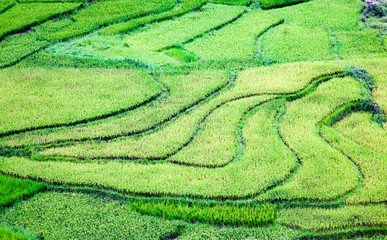 bright green rice fields during summer around Cat Cat village, Sa Pa, Lao Cai, Vietnam