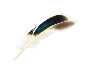 quill feather on white background