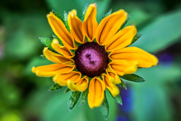 Yellow flowers of rudbekia.