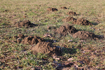 the hill makes a mole all over the field