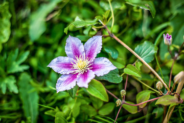 Beautiful flowers of blossoming violet clematis.Beautiful purple clematis blossom.