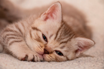 Fototapeta na wymiar british tabby kitten lying looking at the camera