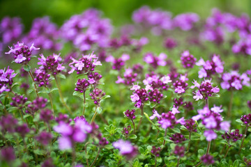 Obraz premium Blooming breckland thyme (Thymus serpyllum). Close-up of pink flowers of wild thyme on stone as a background. Thyme ground cover plant for rock garden.