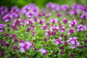 Blooming breckland thyme (Thymus serpyllum). Close-up of pink flowers of wild thyme on stone as a background. Thyme ground cover plant for rock garden.