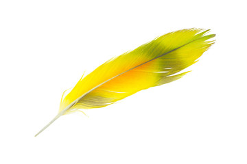 Beautiful parrot lovebird yellow feather isolated on white background