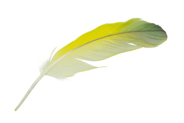 Beautiful feather color light green isolated on white background 