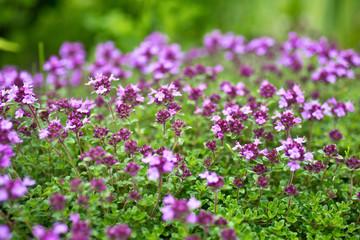 Blooming breckland thyme (Thymus serpyllum). Close-up of pink flowers of wild thyme on stone as a...