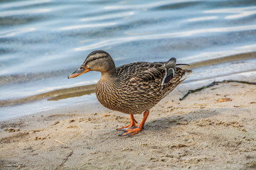 Wild duck on the sand near the pond.