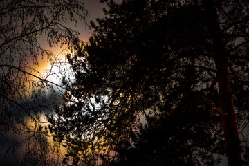 Obraz premium The bright light of the moon in the full moon at night through the clouds and trees in the forest