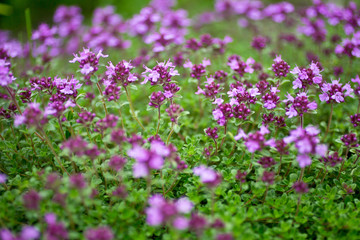 Obraz na płótnie Canvas Blooming breckland thyme (Thymus serpyllum). Close-up of pink flowers of wild thyme on stone as a background. Thyme ground cover plant for rock garden.
