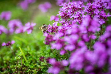 Blooming wild thyme (Thymus serpyllum) with bee. A dense group of purple flowers of this aromatic herb in the family Lamiaceae