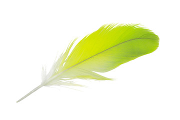 green feather on white background