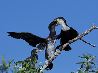 White-breasted cormorant (Phalacrocorax lucidus)