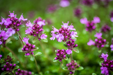 Blooming thyme (Thymus serpyllum). Close-up of pink flowers of wild thyme on stone as a background. Thyme ground cover plant for rock garden.