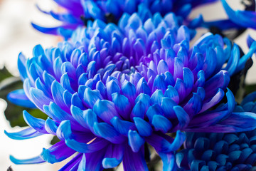 Flower aster blue color closeup.