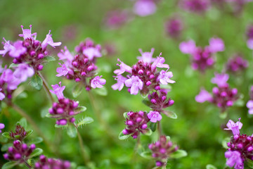 Blooming thyme (Thymus serpyllum). Close-up of pink flowers of wild thyme on stone as a background. Thyme ground cover plant for rock garden.