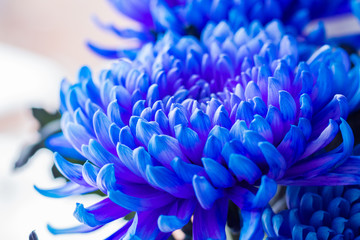 Flower aster blue color closeup.