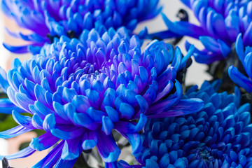 A bouquet of blue asters. Content plants and flowers.