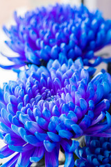 Blue flower with many petals. Close-up.