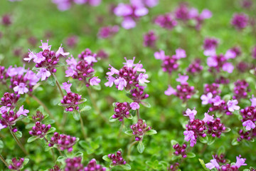 Blooming thyme (Thymus serpyllum). Close-up of pink flowers of wild thyme on stone as a background. Thyme ground cover plant for rock garden.