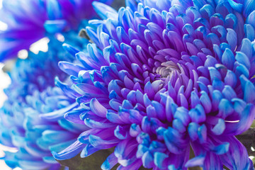 Fototapeta na wymiar Blue flower with many petals. Close-up.